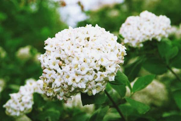 Fragrant Snowball Viburnum 10 Gallon