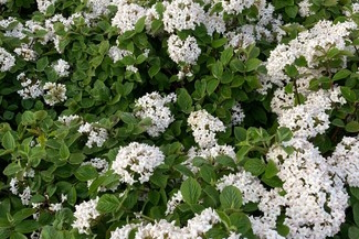 Koreanspice Viburnum Spice Island&trade; 5 Gallon