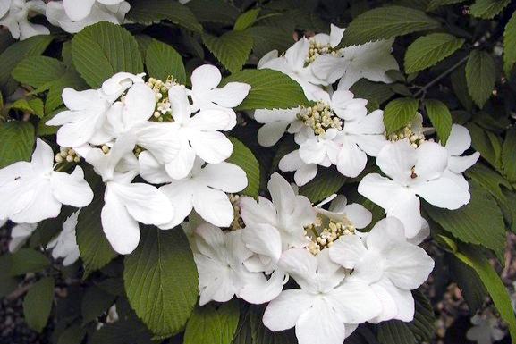 Doublefile Viburnum 'Pink Beauty' 5 Gallon