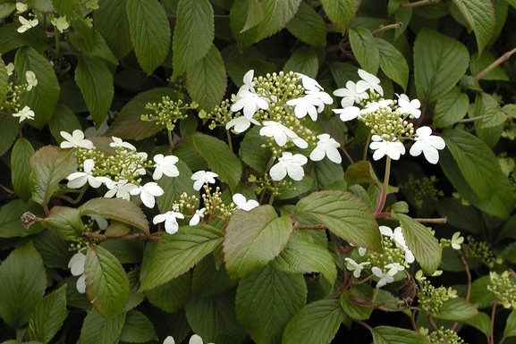 Doublefile Viburnum 'Summer Snowflake' 5 Gallon