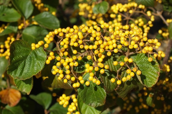 Linden Viburnum 'Michael Dodge' 5 Gallon