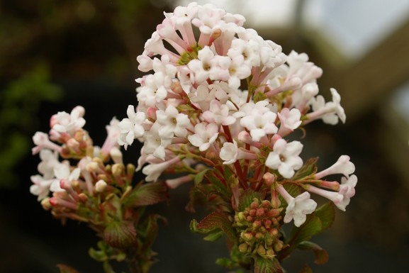 Farrer Viburnum 'Nanum' 5 Gallon