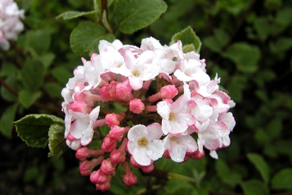 Judd Viburnum 3 Gallon