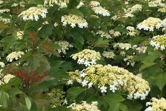 Cranberrybush Viburnum 'Compactum' 5 Gallon