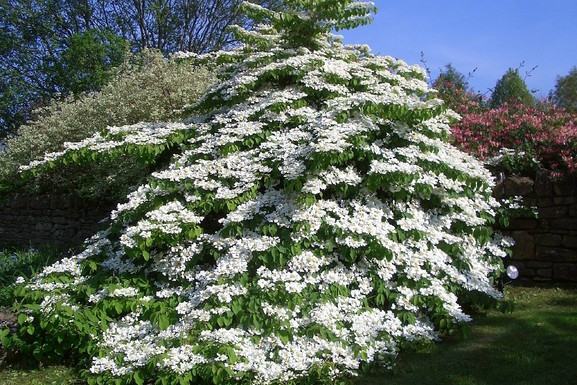 Doublefile Viburnum 'Shasta' 7 Gallon