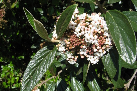 Prague Viburnum 5 Gallon