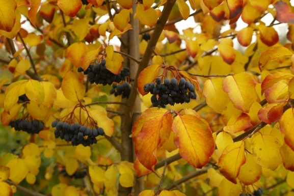 Blackhaw Viburnum 5 Gallon