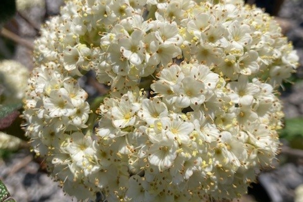 Leatherleaf Viburnum 'Willowwood' 7 Gallon