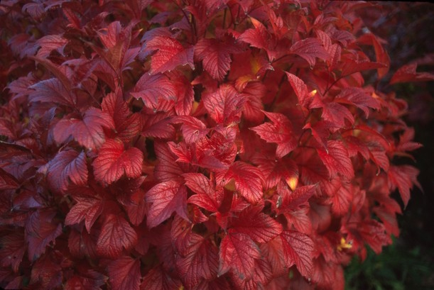 Cranberrybush Viburnum 'Bailey' 5 Gallon