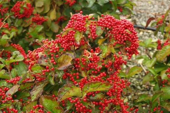 Wright Viburnum 'C. A. Hildebrant's' 10 Gallon