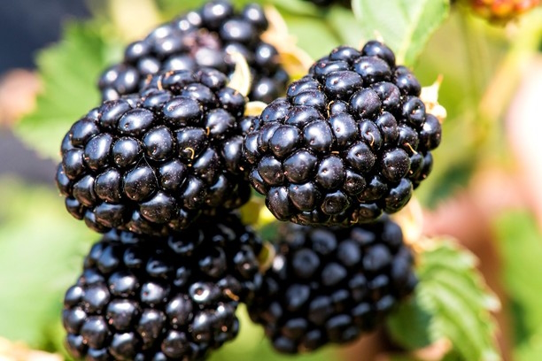 Blackberry Taste of Heaven&reg; 3 Gallon