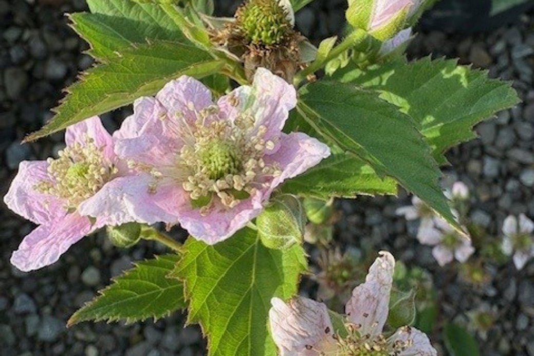 Blackberry 'Black Satin'