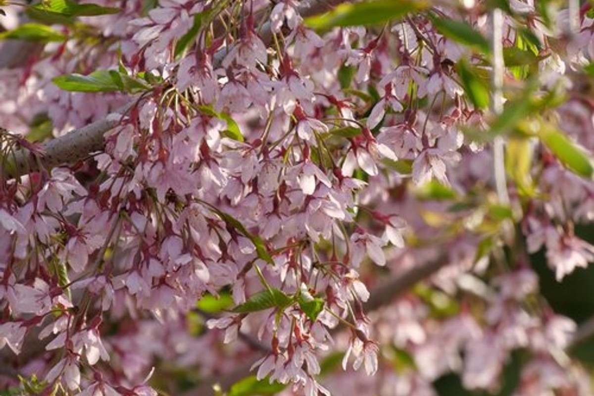 Weeping Cherry Pink Snow Showers&trade; Low-branch 7 Gallon
