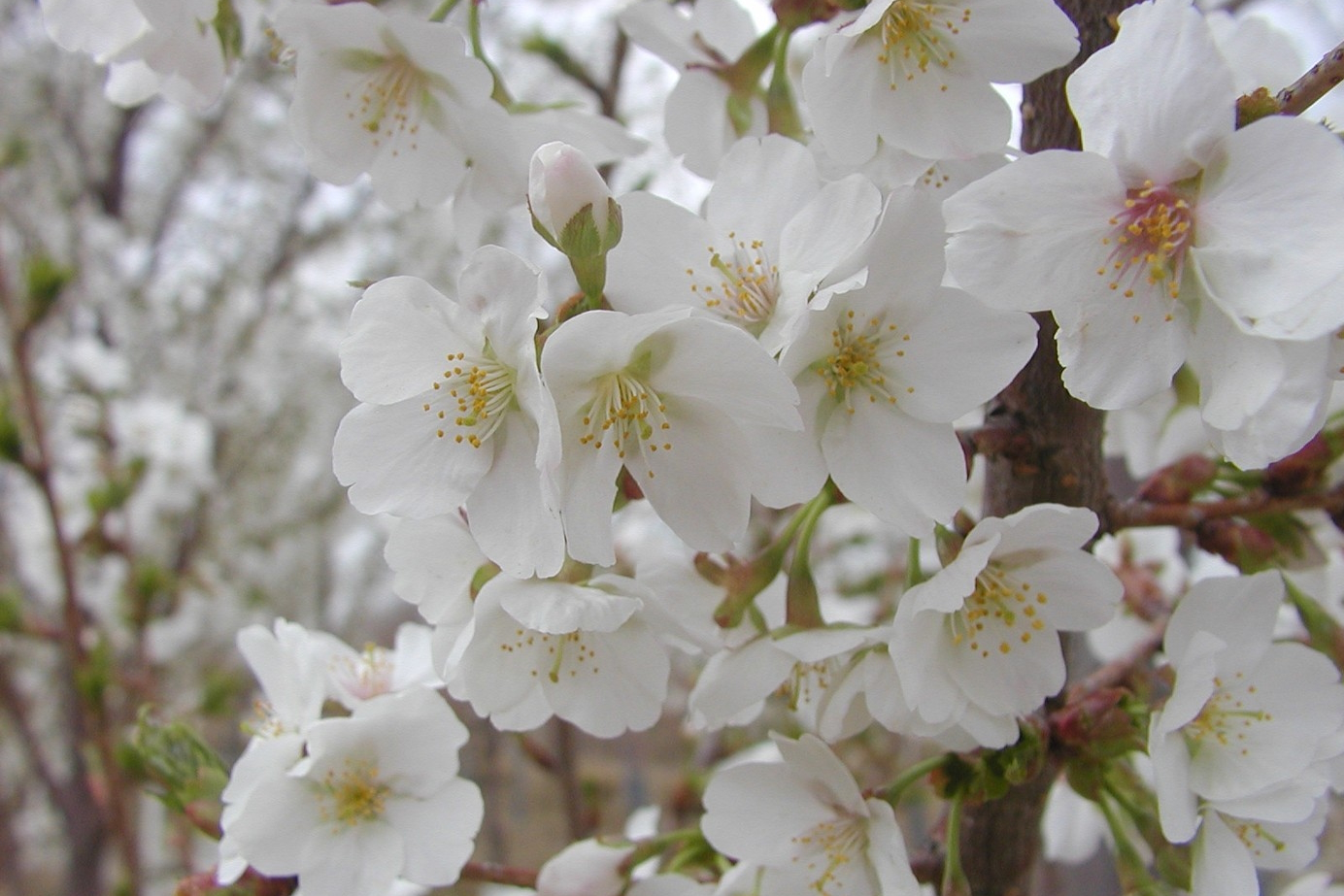 Flowering Cherry 'Snow Goose' 10 Gallon