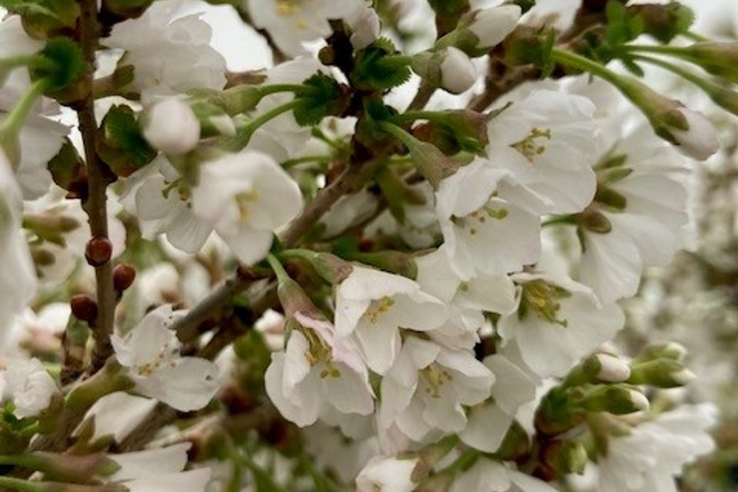 Flowering Fuji Cherry Little Twist&reg; 3 Gallon