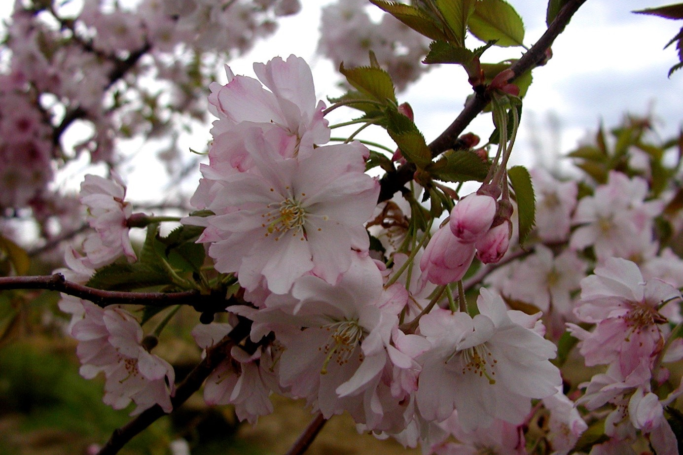 Flowering Cherry Tree 'Higan' 10 Gallon