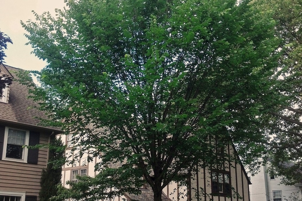 Elm 'Princeton' 10 Gallon