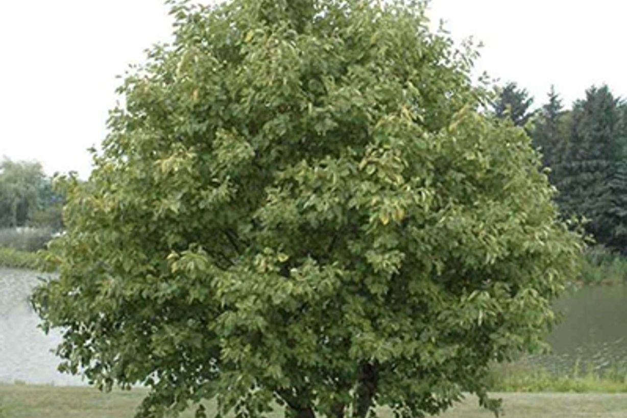 Hazel Alder Tree 3 Gallon