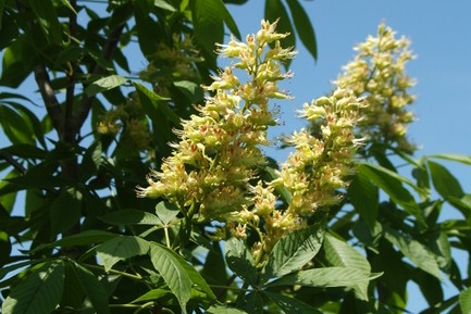Ohio Buckeye 10 Gallon