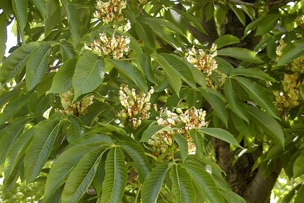 Yellow Buckeye 10 Gallon