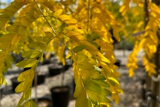 Honeylocust 'Skyline' 10 Gallon