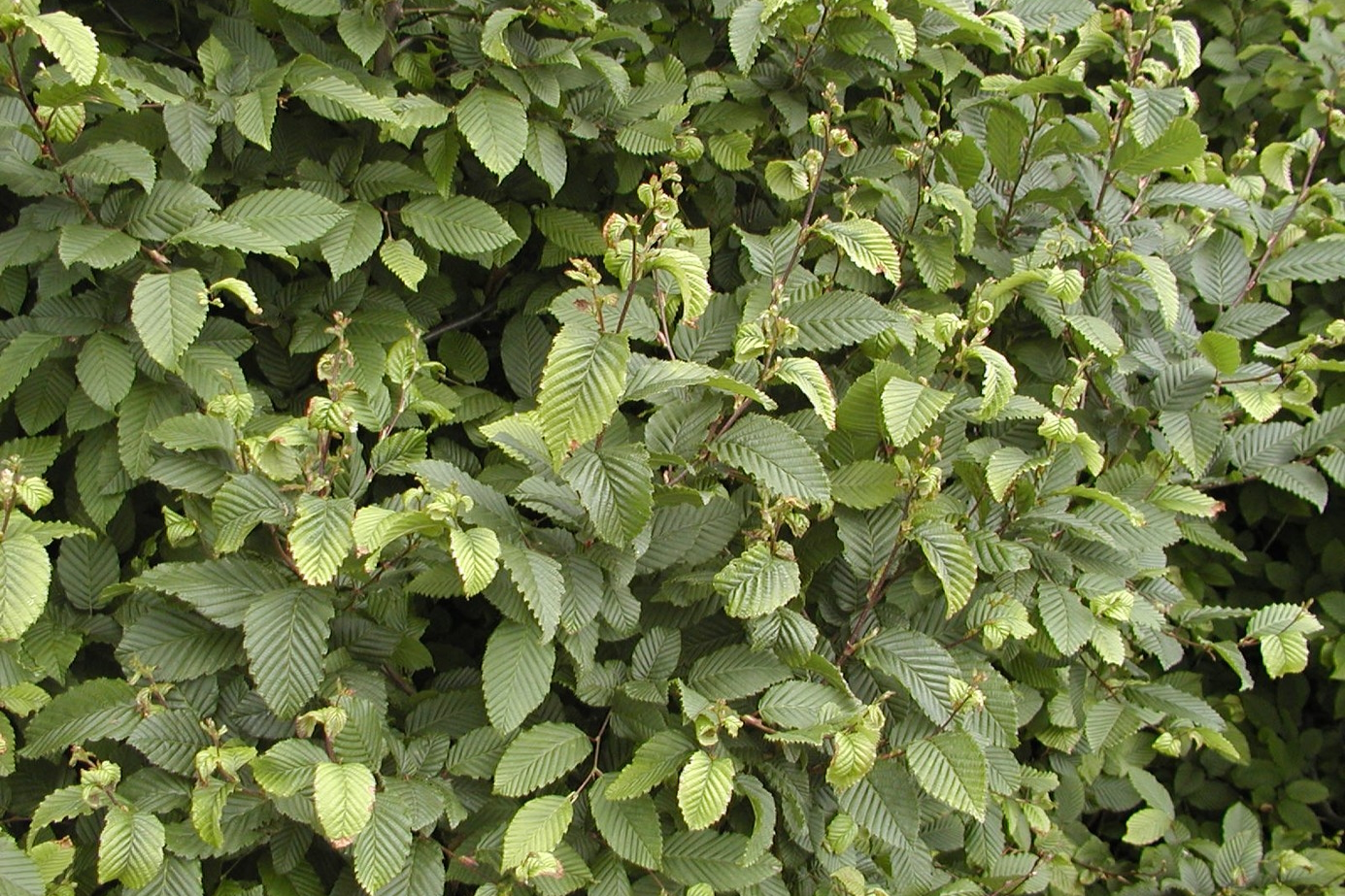 European Hornbeam 10 Gallon