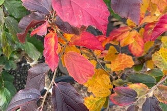 Persian Ironwood 'Vanessa' Clump 10 Gallon