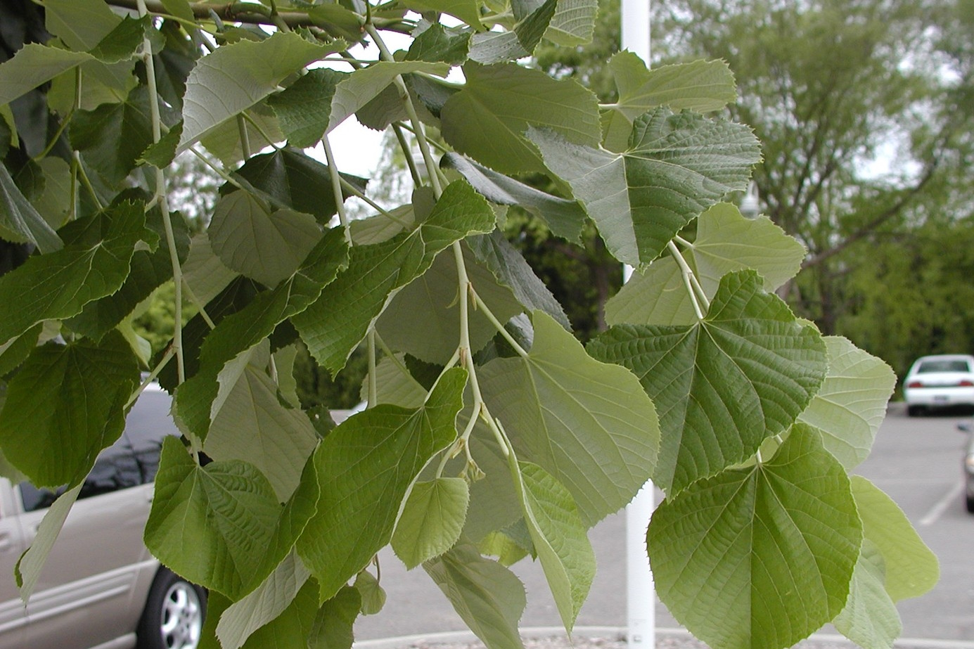 Linden 'Sterling Silver' 15 Gallon
