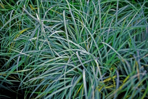 Black Sedge 1 Gallon
