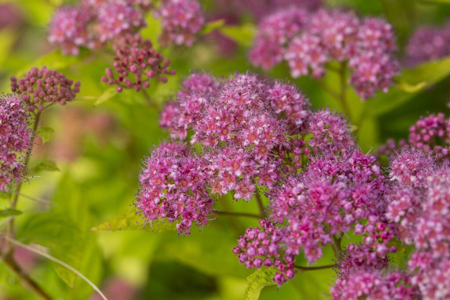 Spirea Little Spark&reg; 3 Gallon