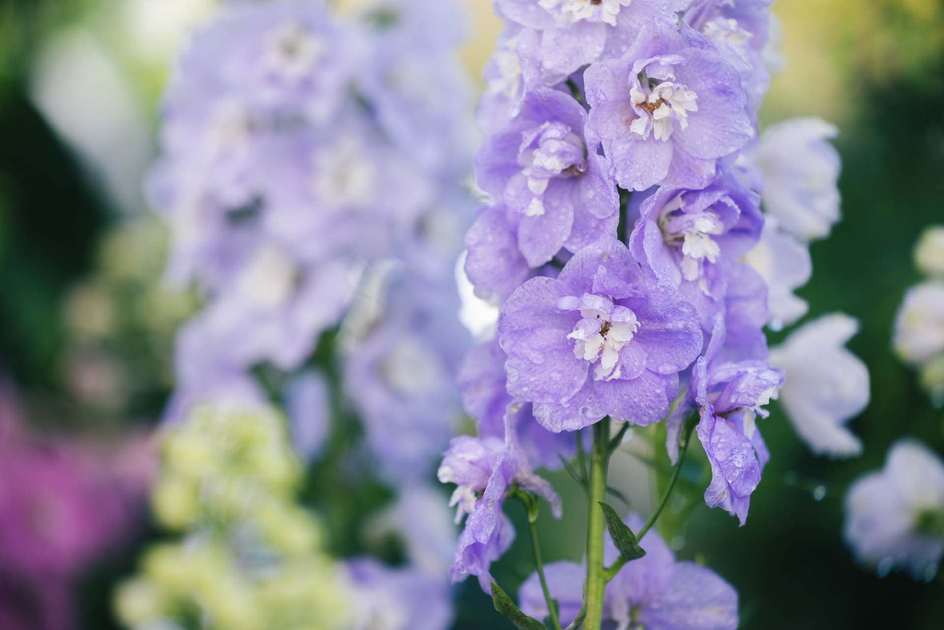 Larkspur 'Aurora Lavender' 2 Gallon