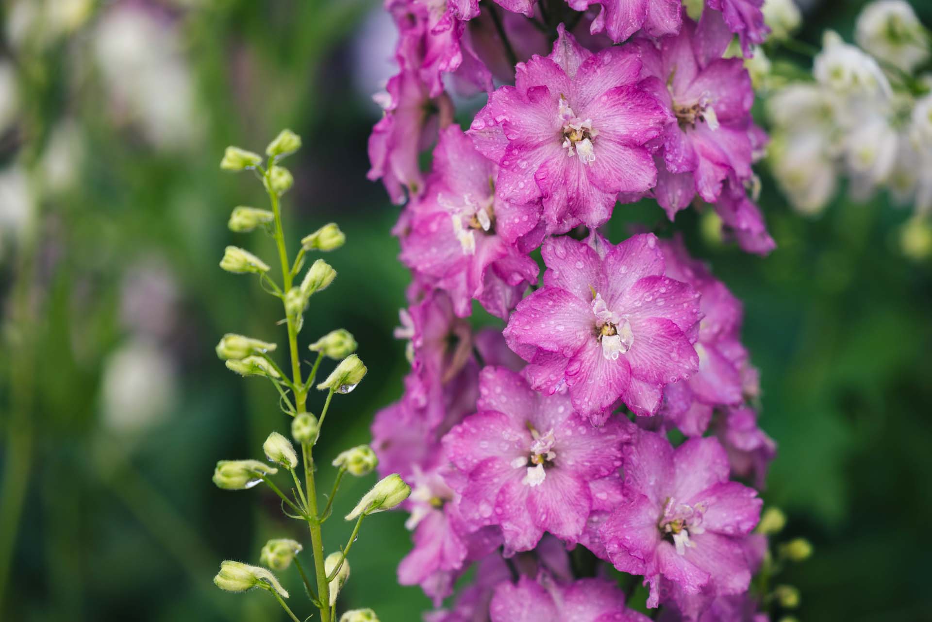 Larkspur 'Delgenius Chantay' 2 Gallon