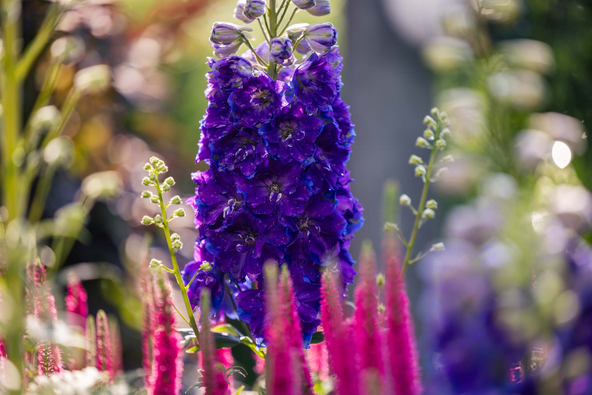 Larkspur 'Delgenius Kingsley' 2 Gallon