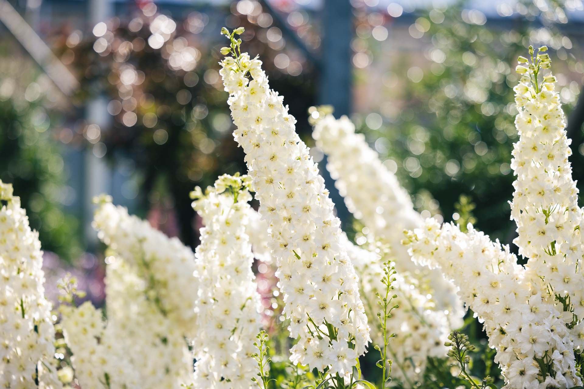 Larkspur 'Delgenius Neva' 2 Gallon