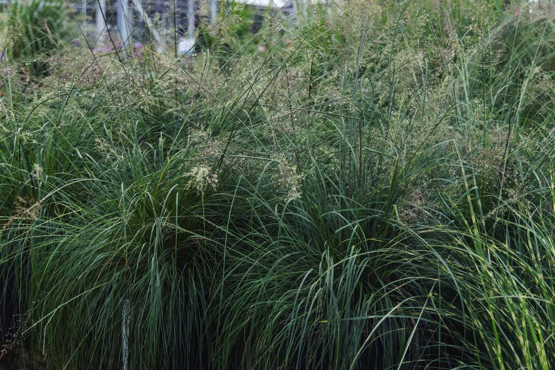 Prairie Dropseed 2 Gallon