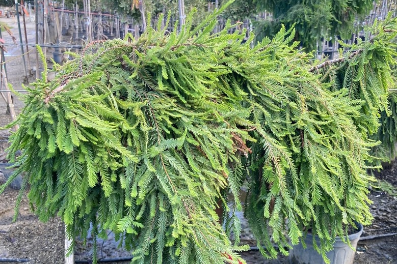 Bald Cypress 'Chapel' 5 Gallon