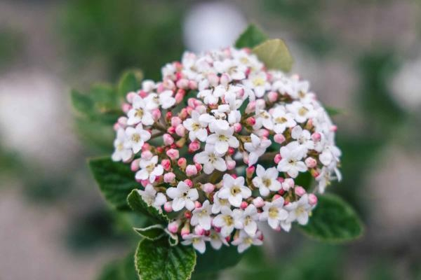 Burkwood Viburnum 'Mohawk' 7 Gallon