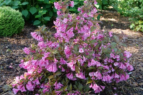 Weigela Sonic Bloom&reg; Wine 3 Gallon