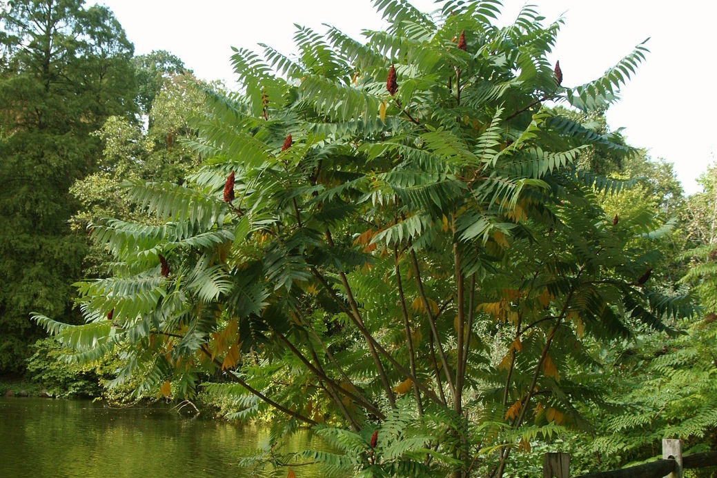 Staghorn Sumac 3 Gallon
