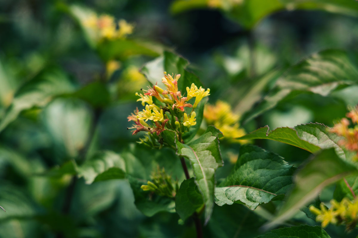 Bush Honeysuckles