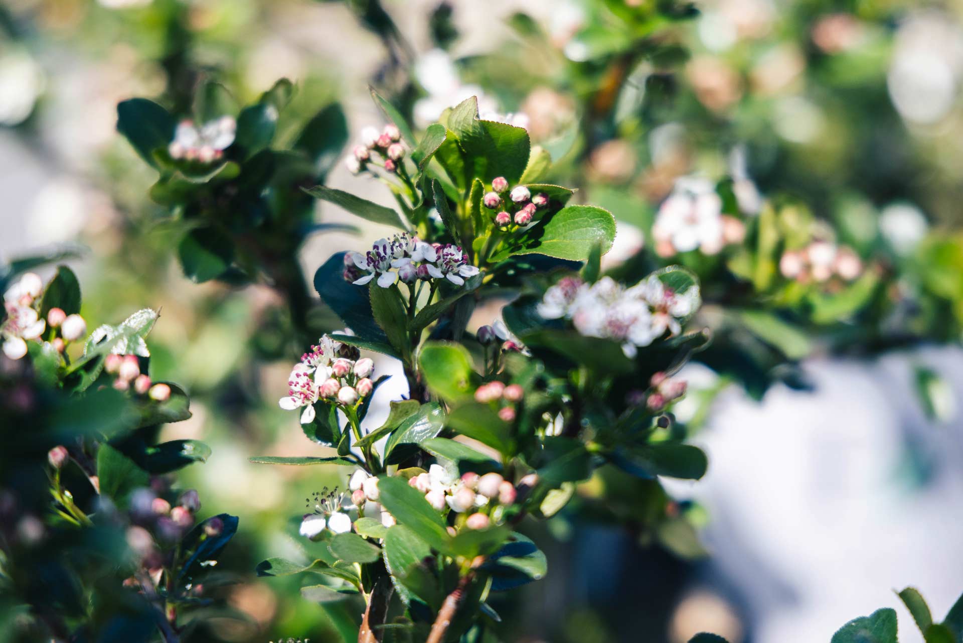 Chokeberries