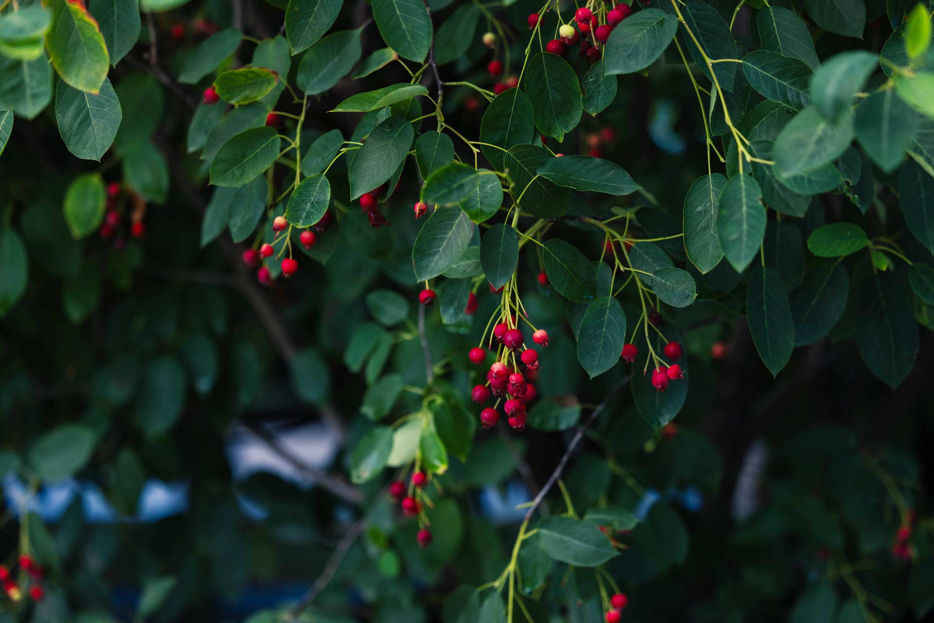 Serviceberries