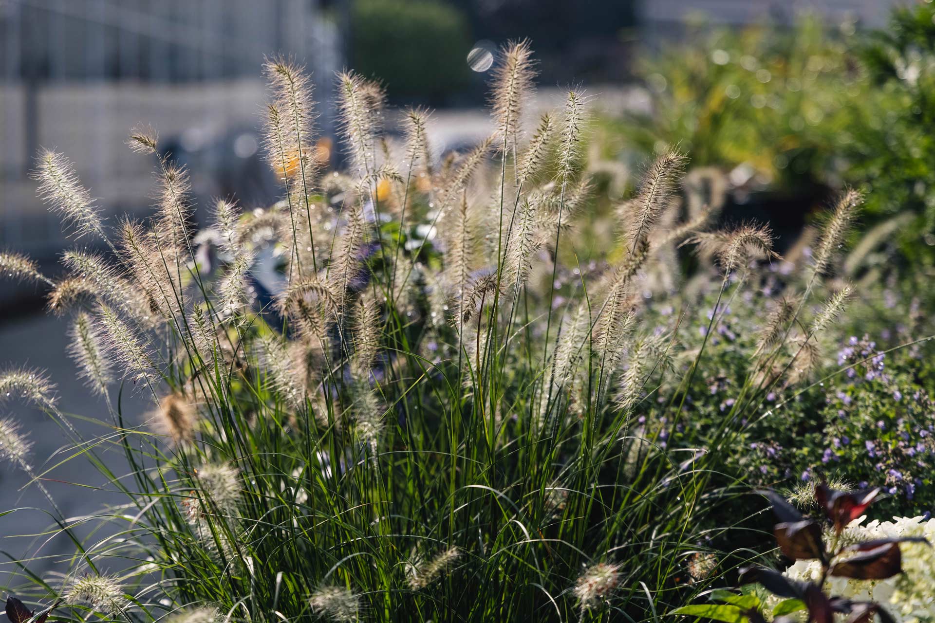 Fountain Grasses