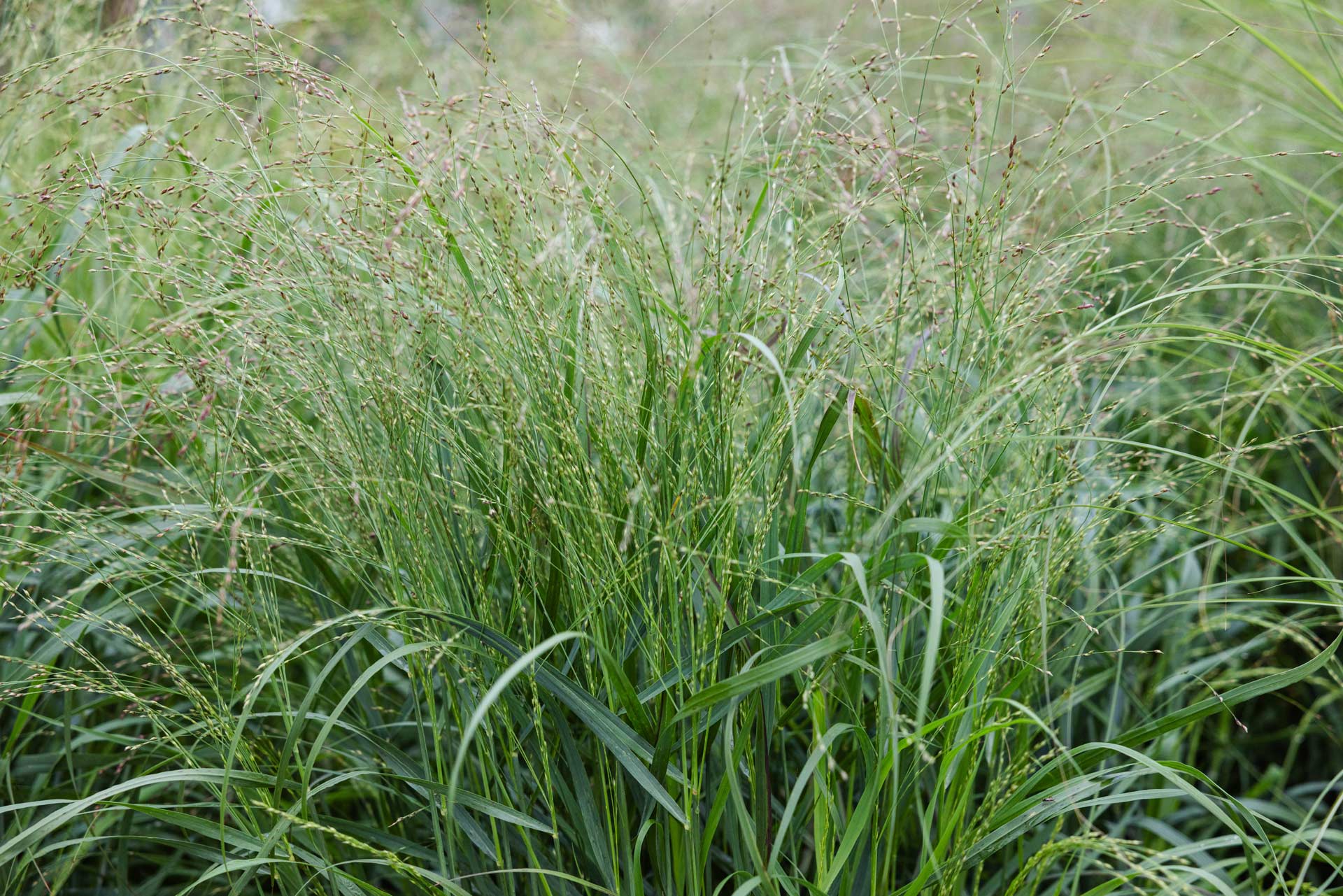 Switch Grasses