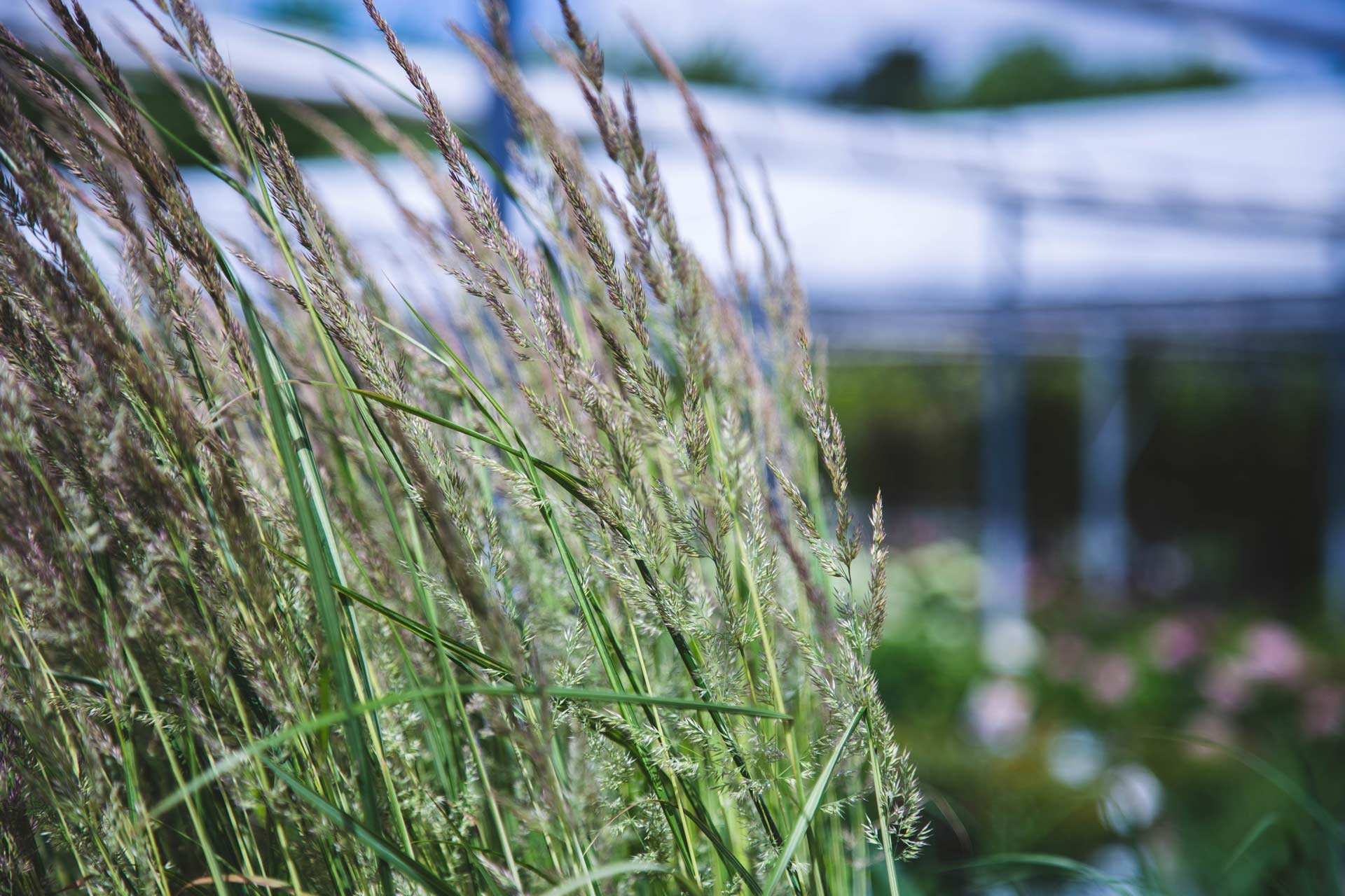 Assorted Grasses