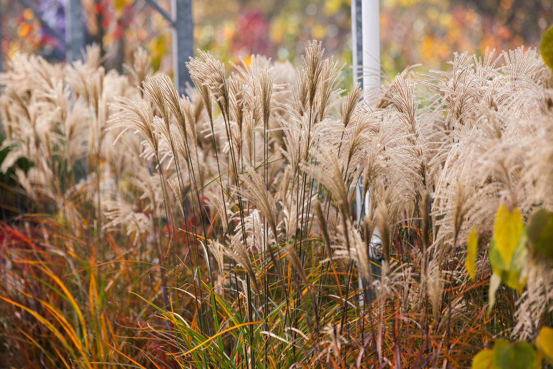 Grasses