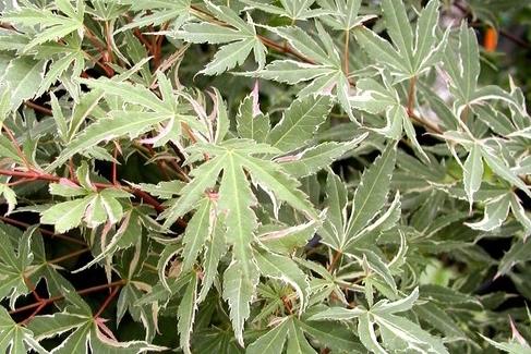 Japanese Maple 'Butterfly' 7 Gallon