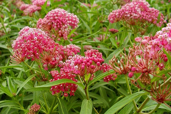 Swamp Milkweed 'Soulmate' 2 Gallon