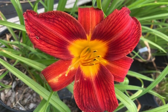 Daylily 'Hearts Afire' 2 Gallon