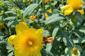St. John's Wort 'Sunburst' 3 Gallon